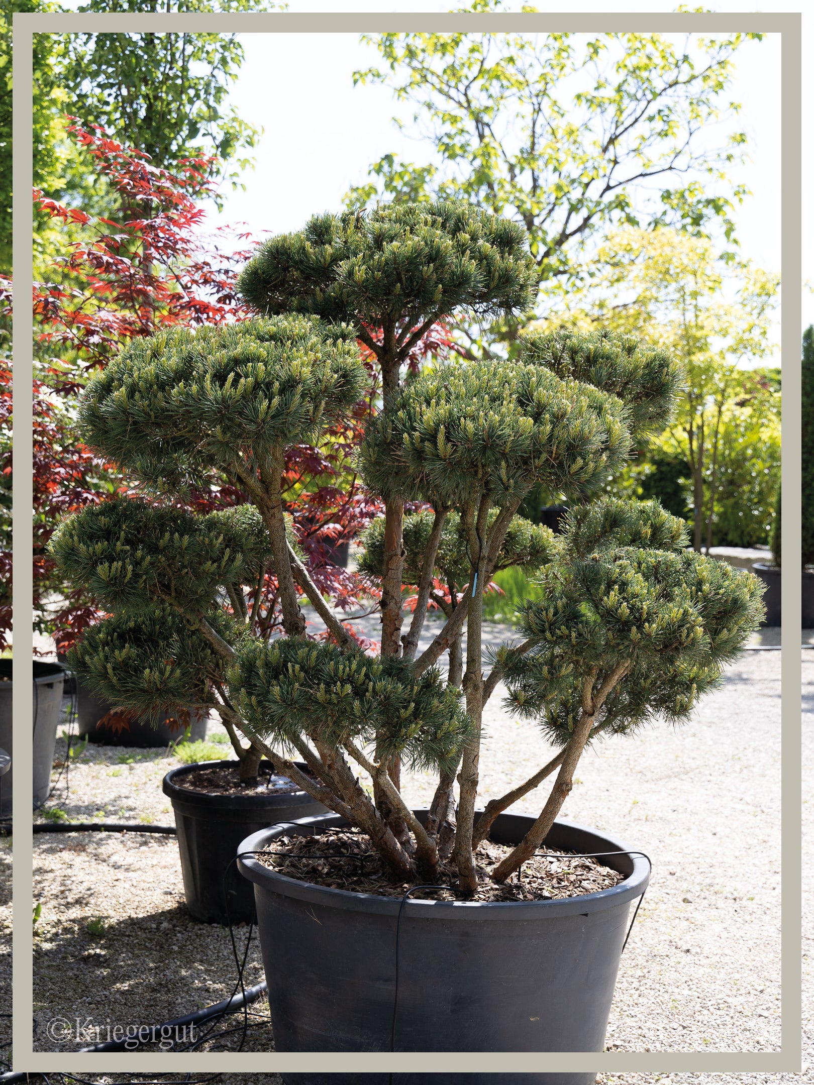 Strauch-Waldkiefer, Bonsai - Bild 2