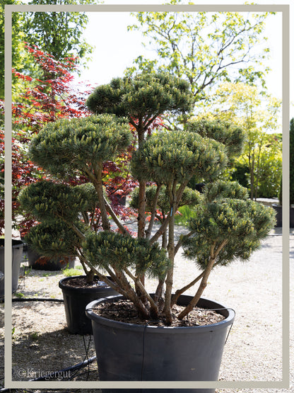 Strauch-Waldkiefer, Bonsai - Bild 2