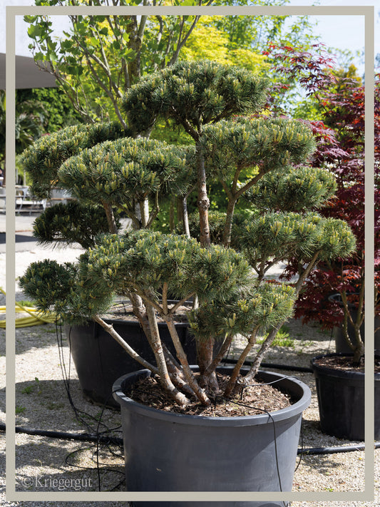 Strauch-Waldkiefer, Bonsai