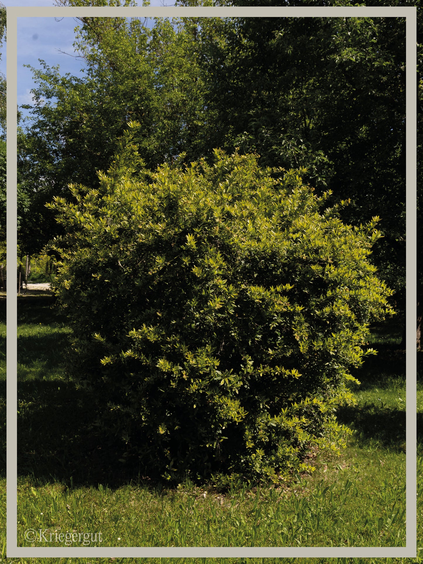 Großblättrige Berberitze - Bild 2