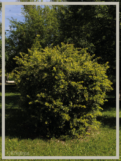 Großblättrige Berberitze - Bild 2