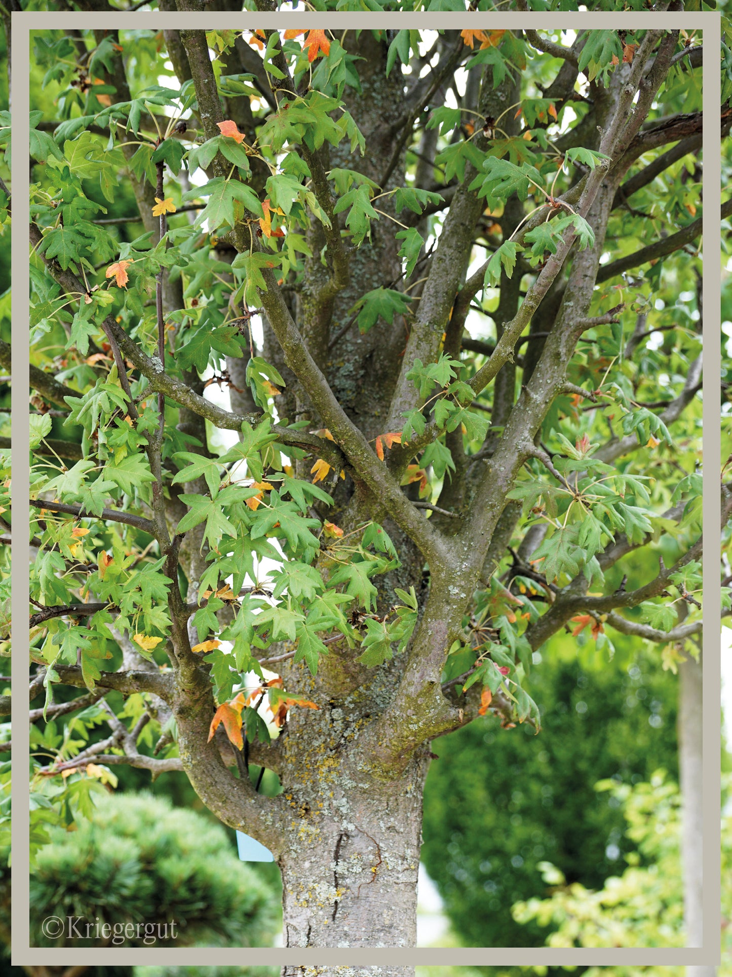 Dreilappiger Zierapfel - Bild 3