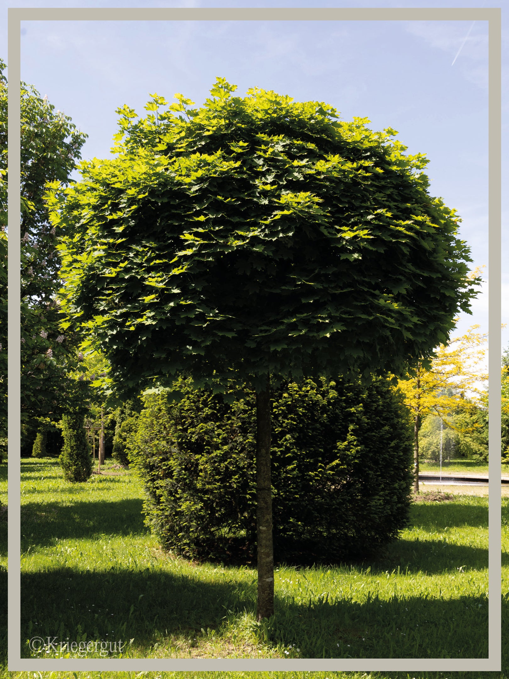 Kugel-Ahorn - Bild 4