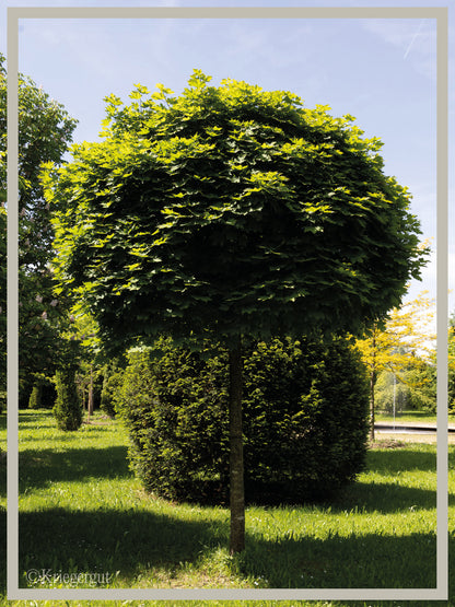 Kugel-Ahorn - Bild 4
