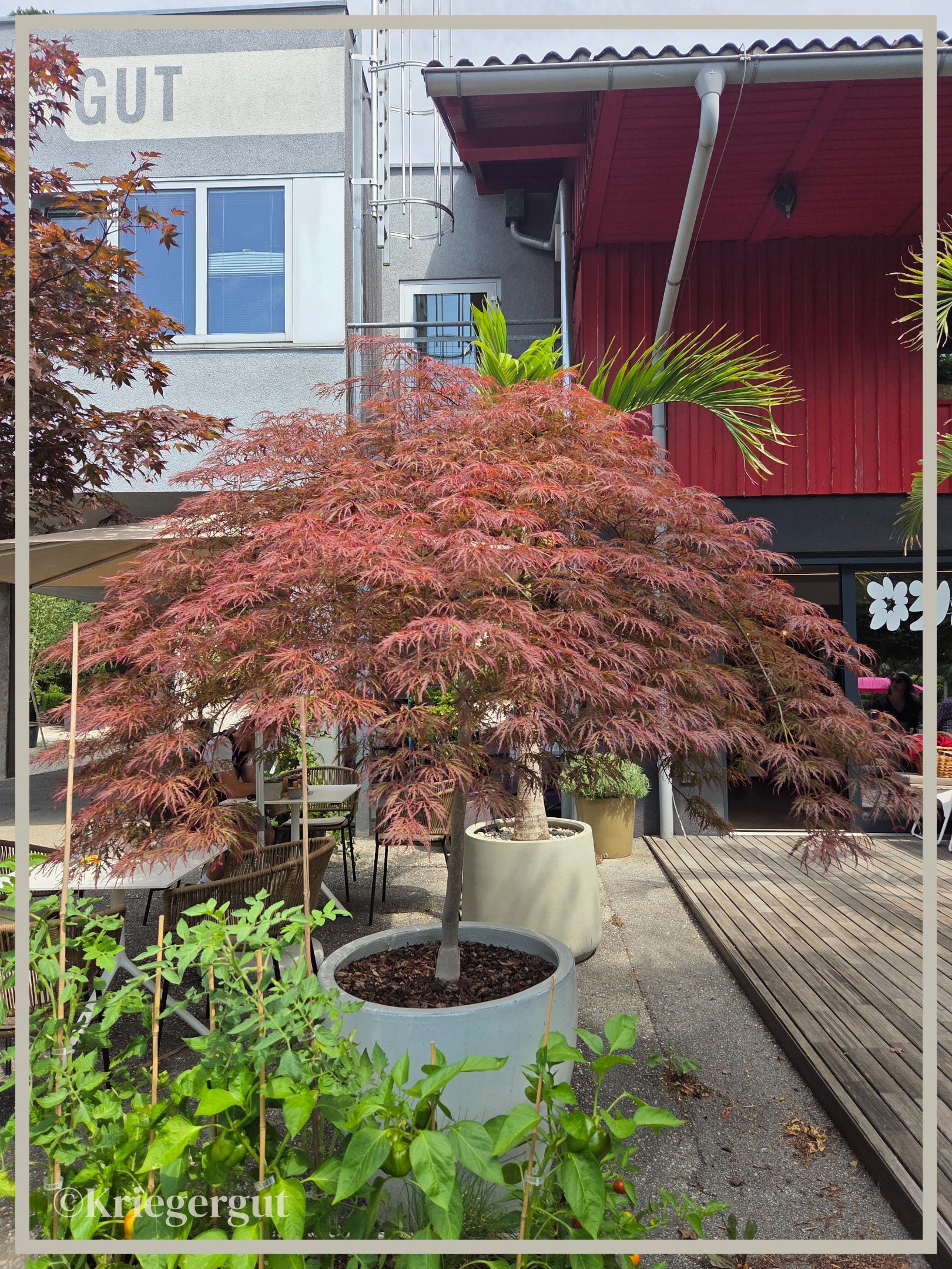 Roter Schlitz-Ahorn - Bild 4