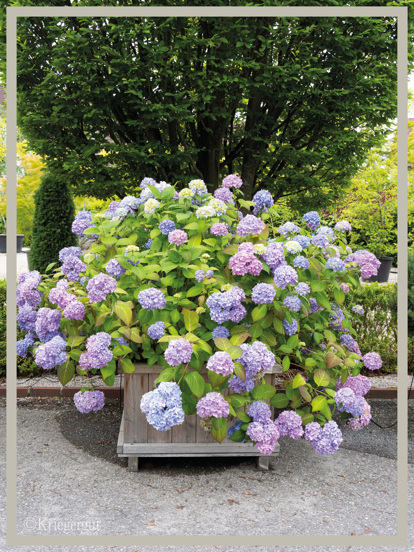 Ball-Hortensie im Holzkübel