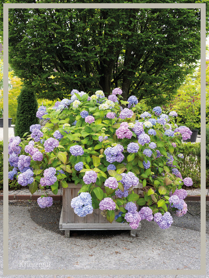 Ball-Hortensie im Holzkübel