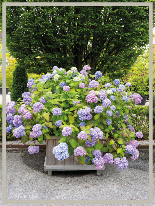 Ball-Hortensie im Holzkübel