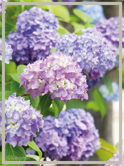 Ball-Hortensie im Holzkübel - Bild 2