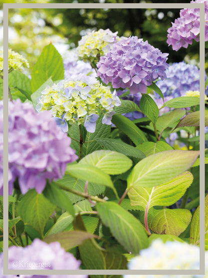 Ball-Hortensie im Holzkübel - Bild 3