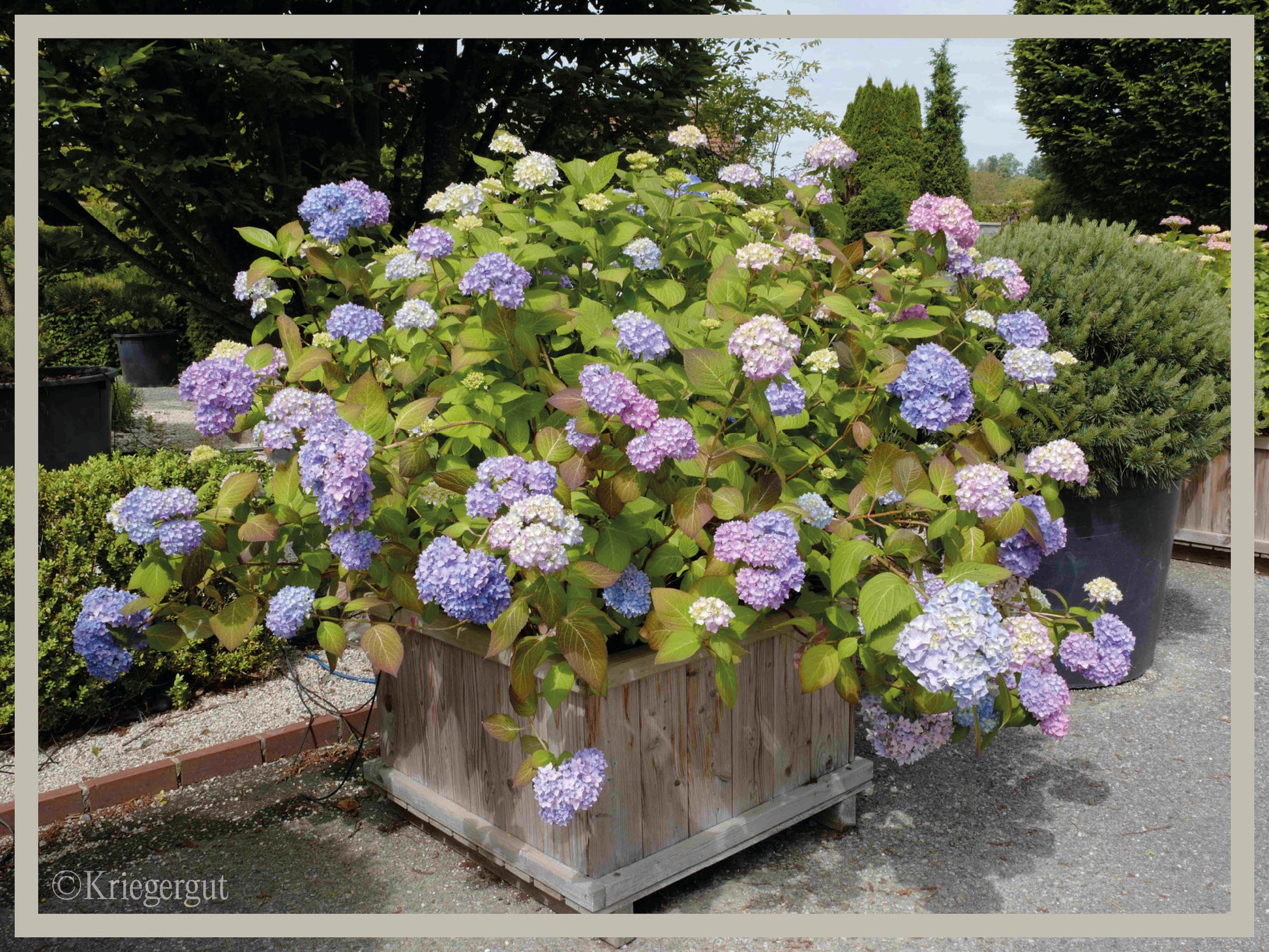 Ball-Hortensie im Holzkübel - Bild 4