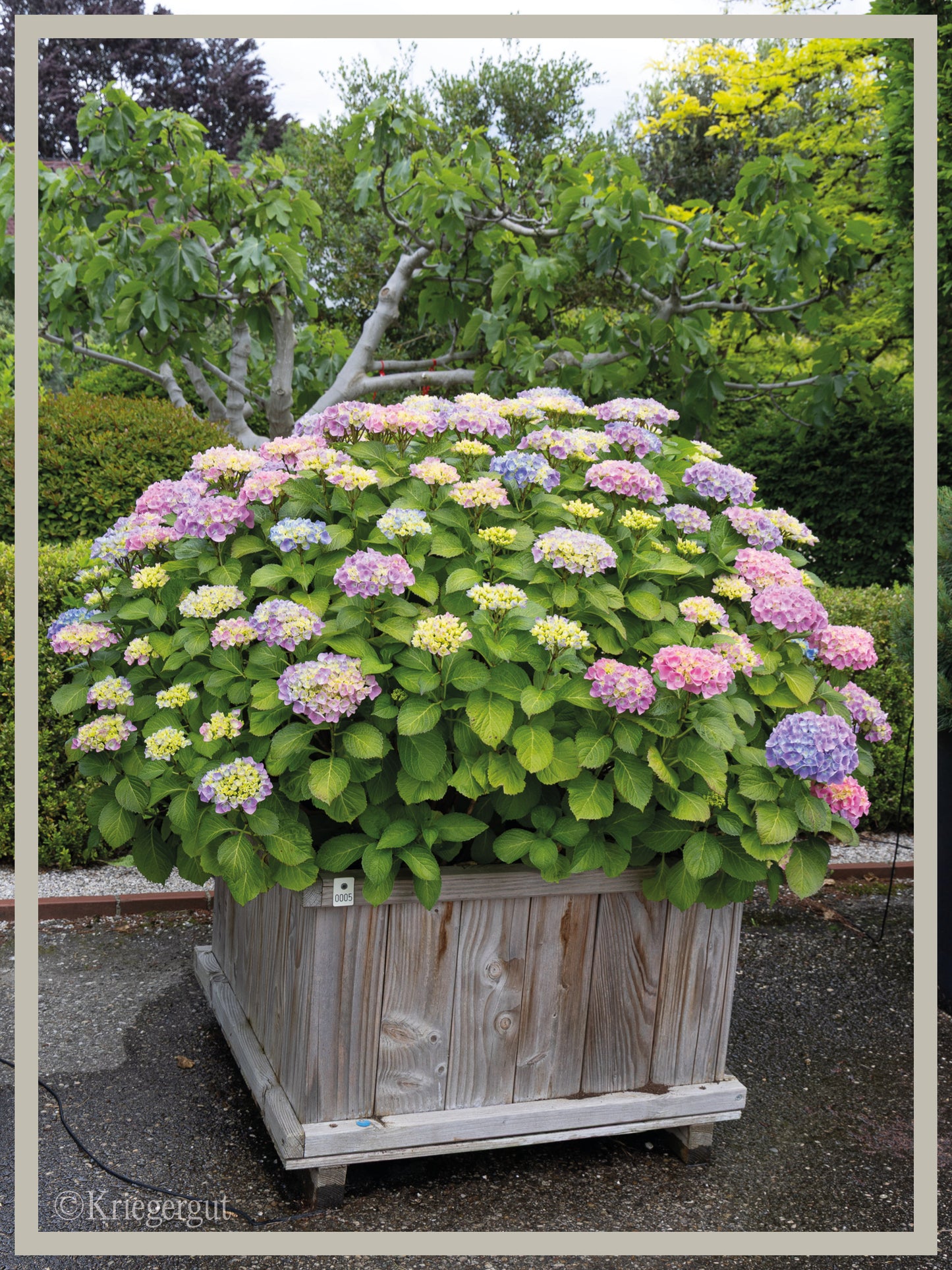Ball-Hortensie im Holzkübel - Bild 2