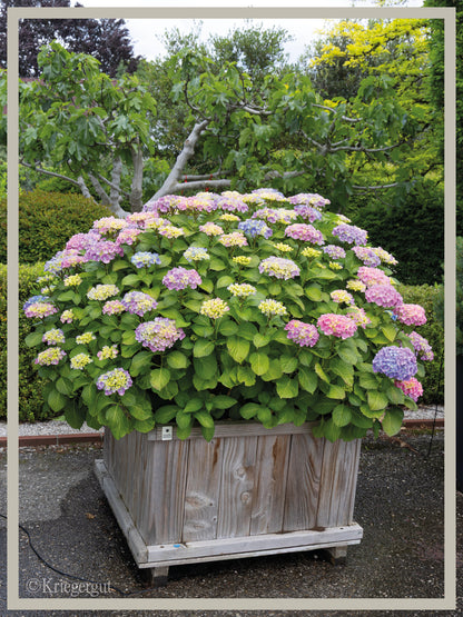Ball-Hortensie im Holzkübel - Bild 2