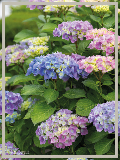 Ball-Hortensie im Holzkübel - Bild 5