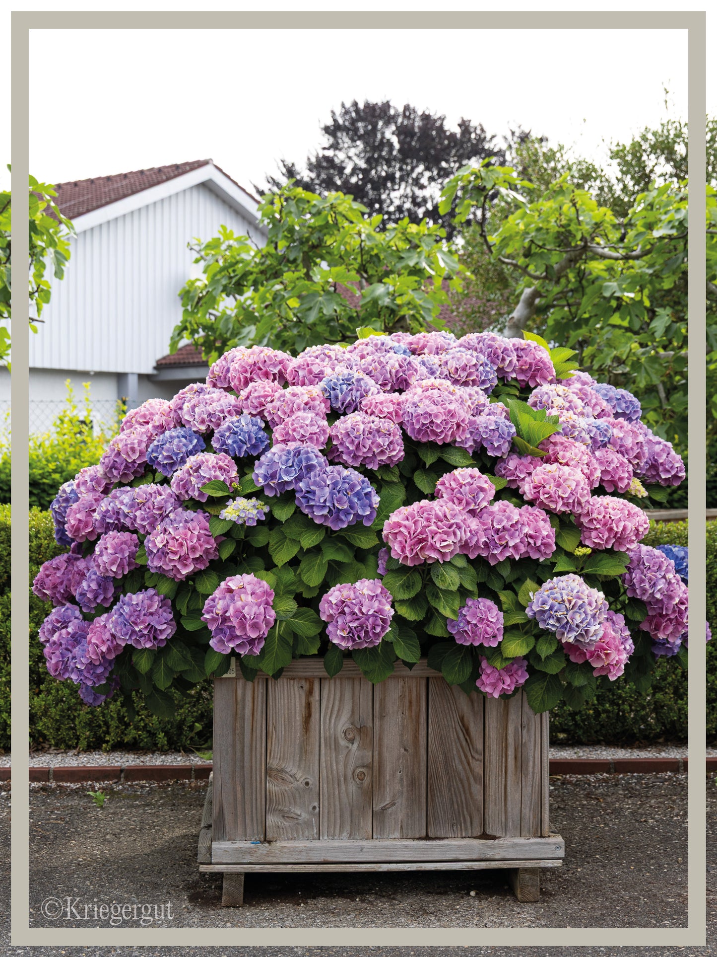 Ball-Hortensie im Holzkübel