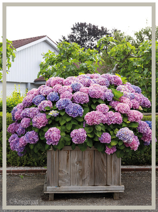 Ball-Hortensie im Holzkübel