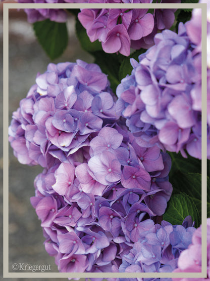 Ball-Hortensie im Holzkübel - Bild 3