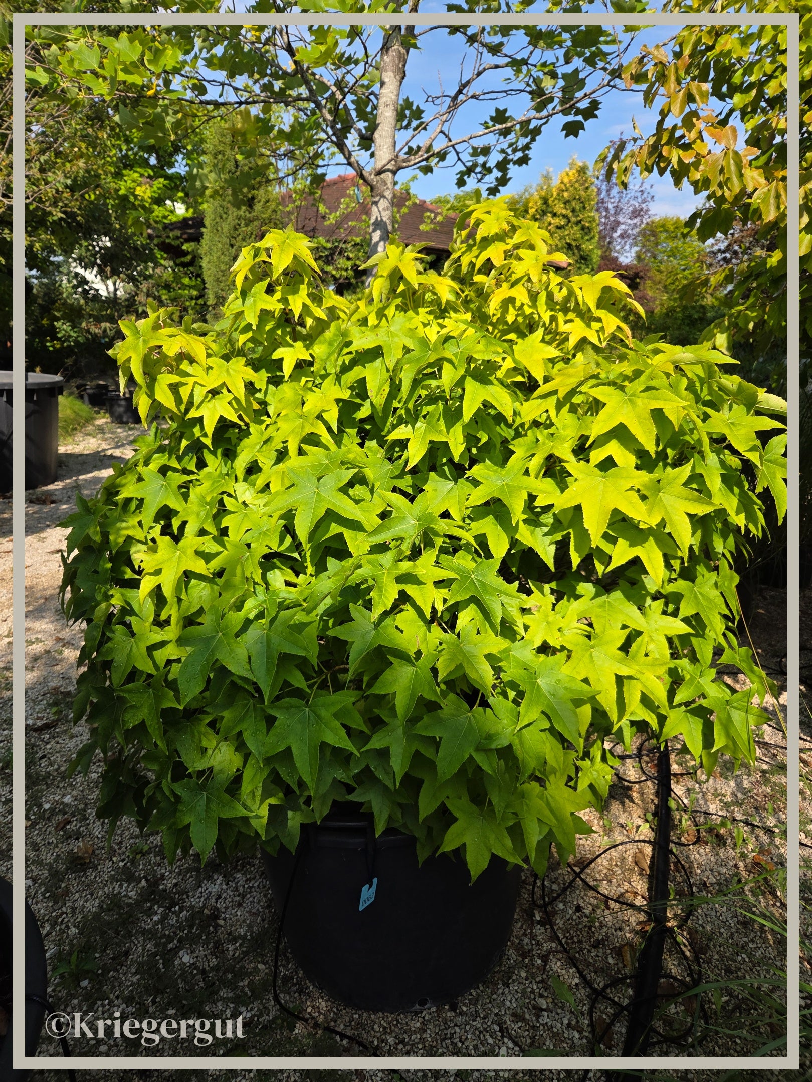 Amberbaum, Kugelform