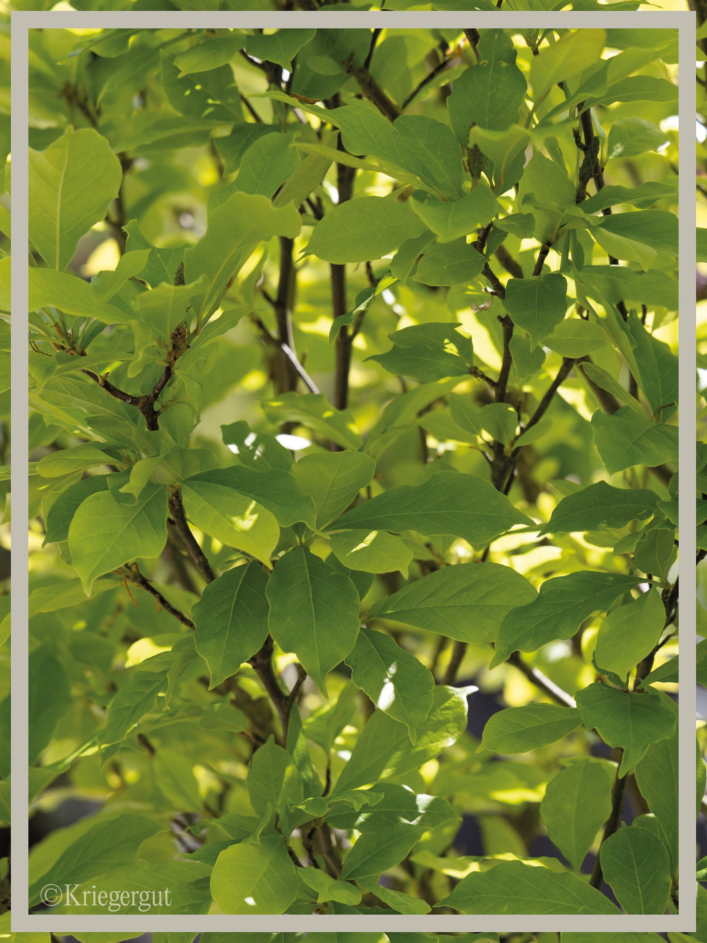 Purpur-Magnolie - Bild 4