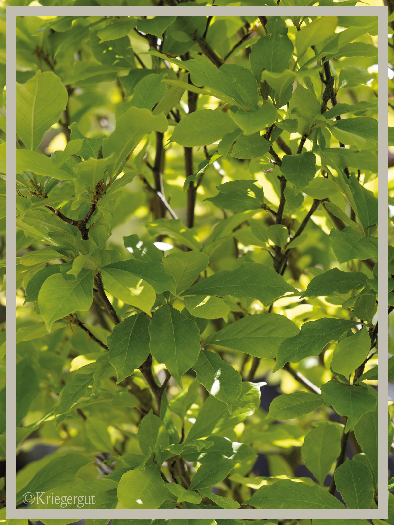 Purpur-Magnolie - Bild 4