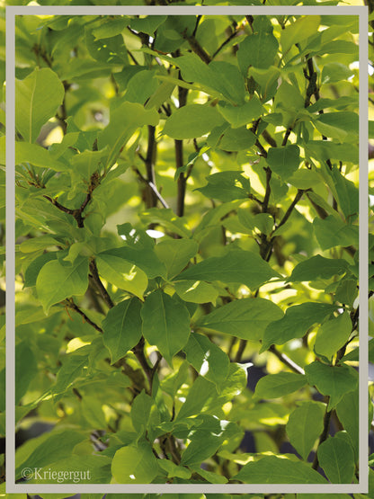 Purpur-Magnolie - Bild 4