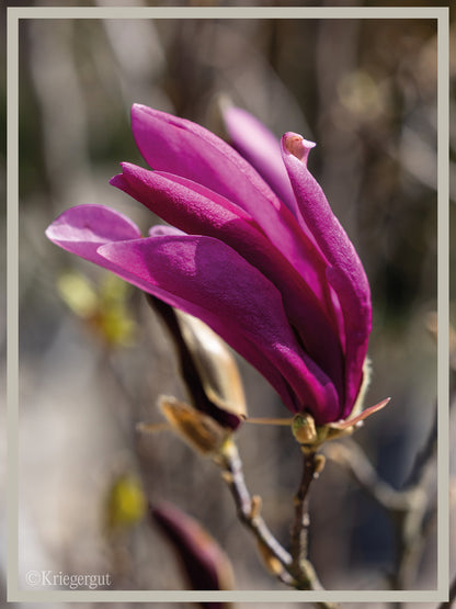 Purpur-Magnolie - Bild 2