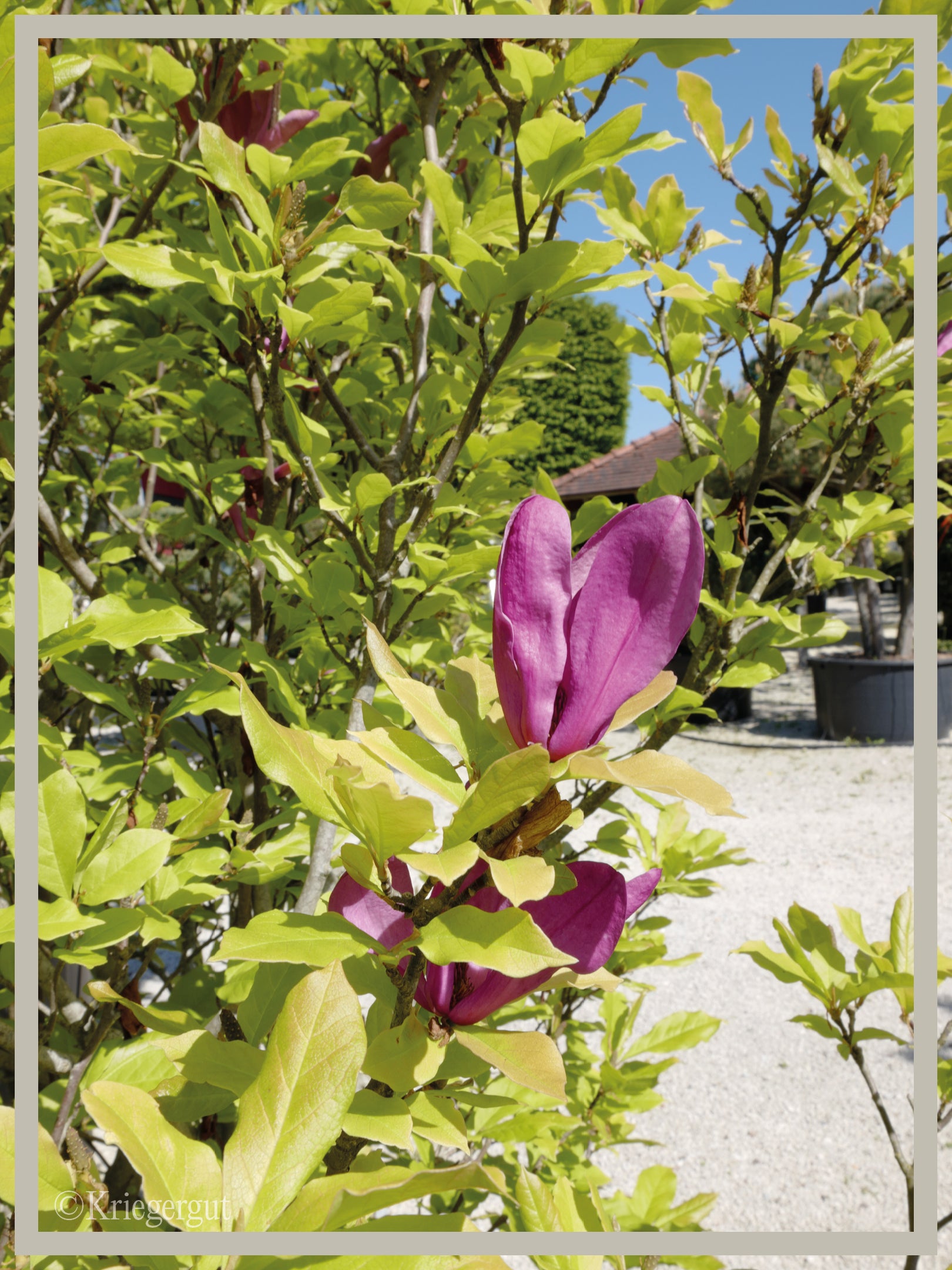 Purpur-Magnolie - Bild 3