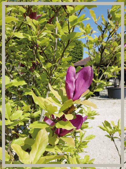 Purpur-Magnolie - Bild 3