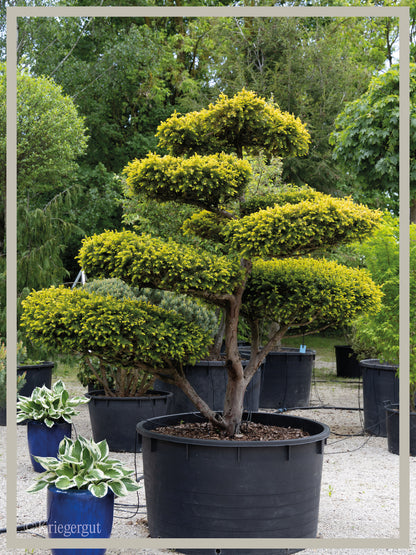 Gold-Eibe, Bonsai