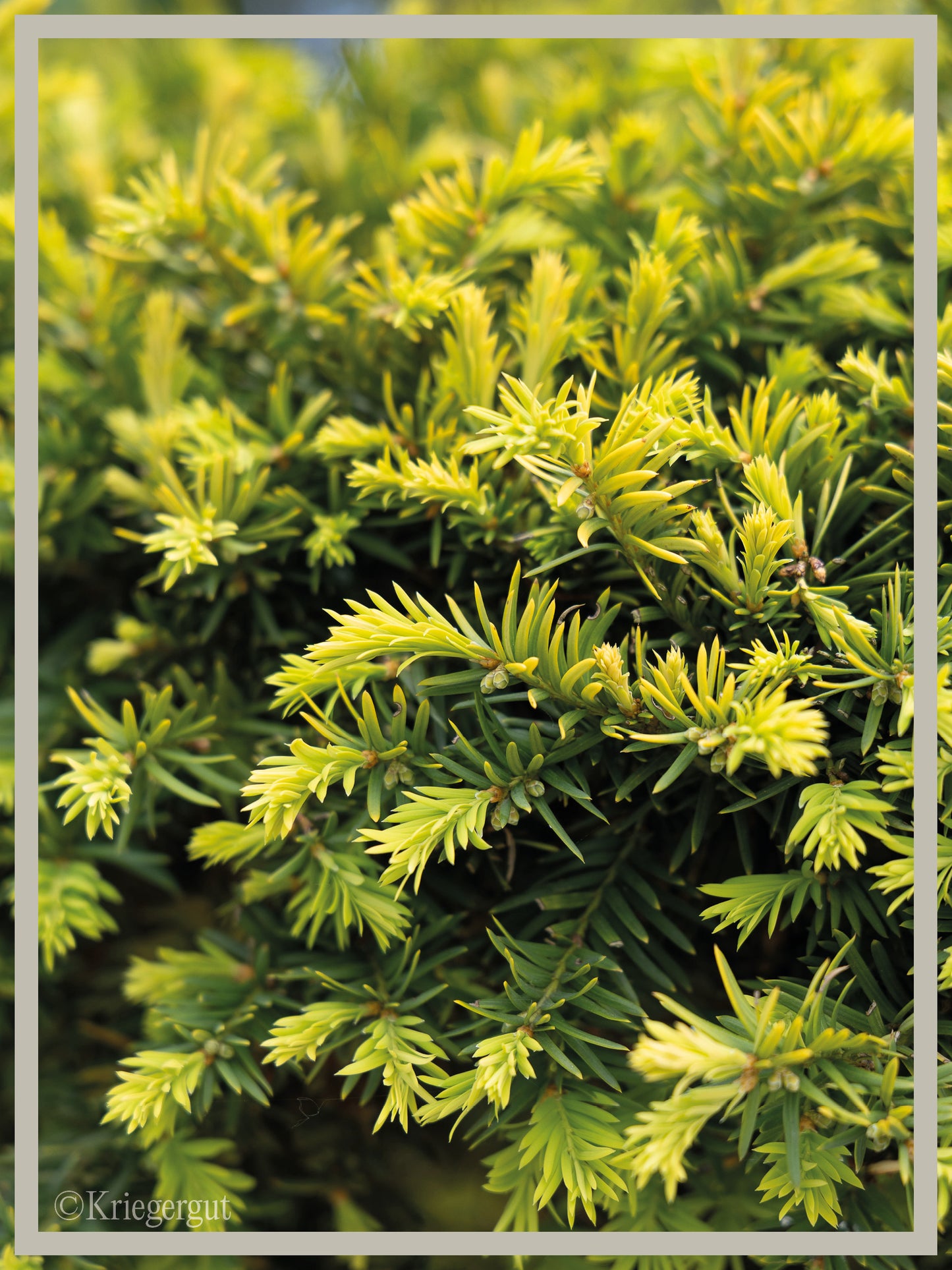 Gold-Eibe, Bonsai - Bild 2