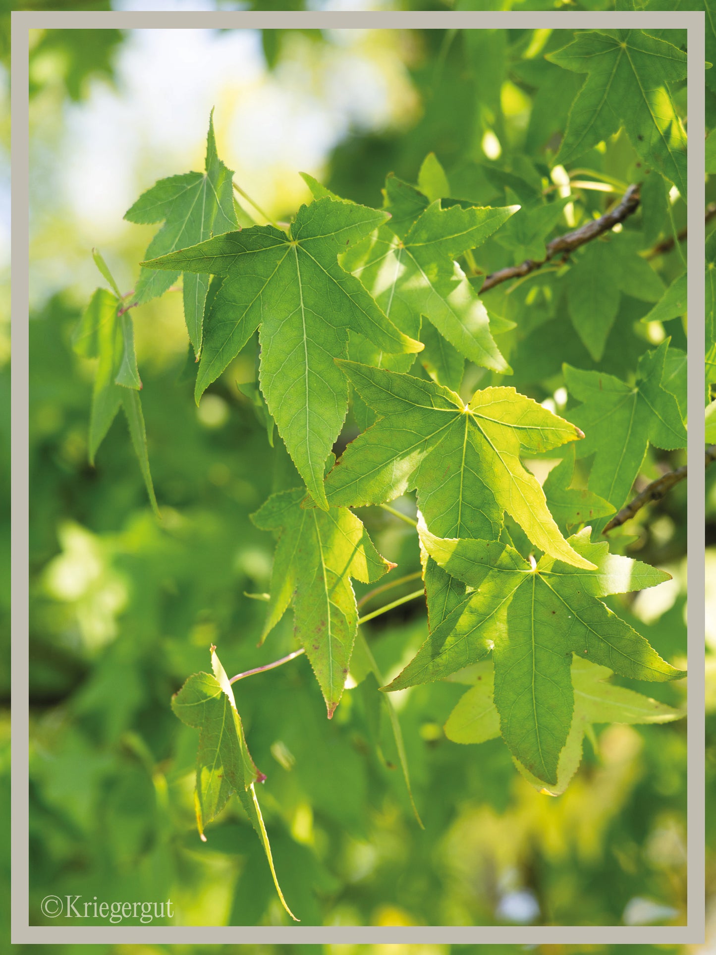 Amberbaum - Bild 2