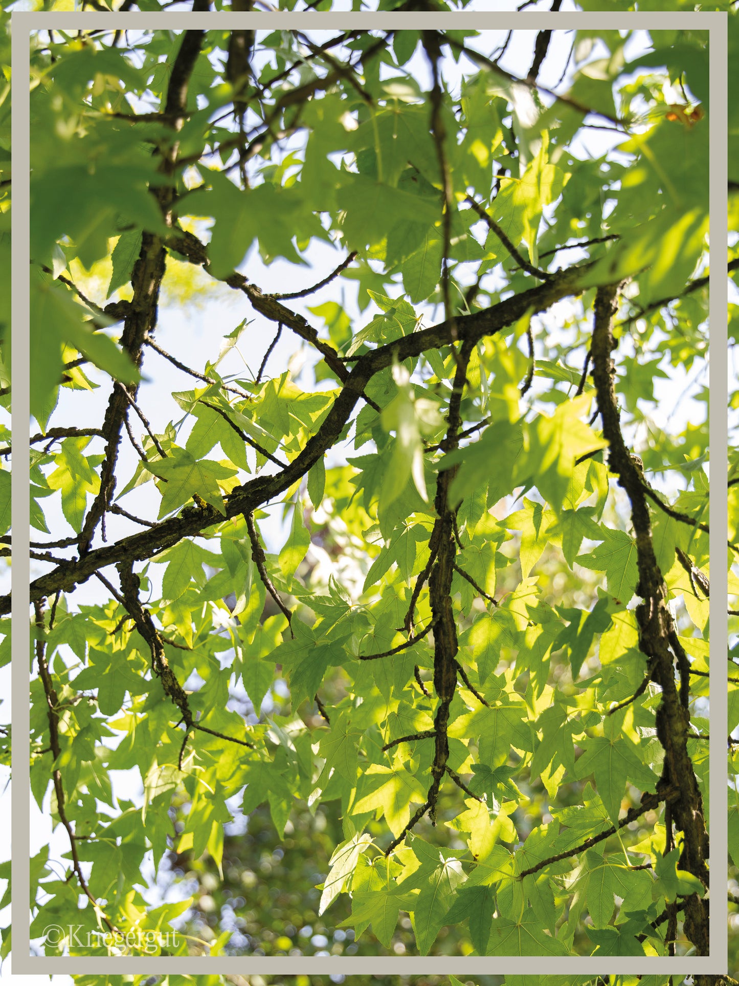 Amberbaum - Bild 3