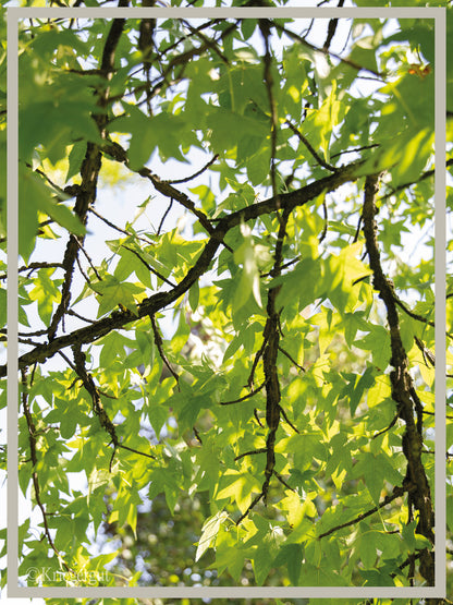 Amberbaum - Bild 3