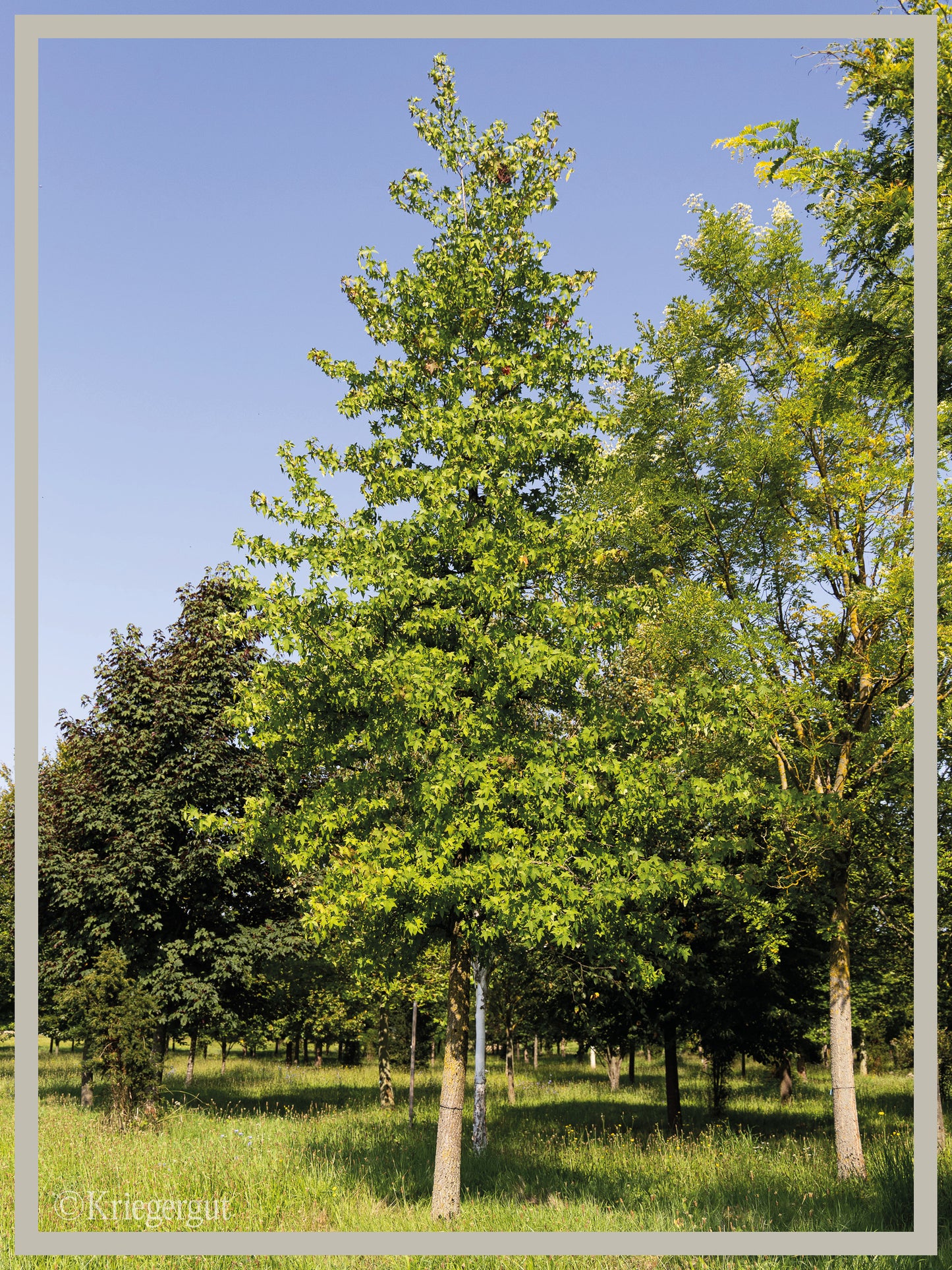 Amberbaum