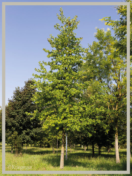 Amberbaum