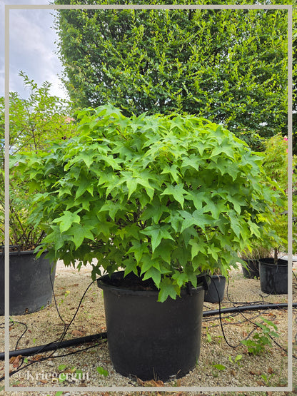 Amberbaum, Kugelform