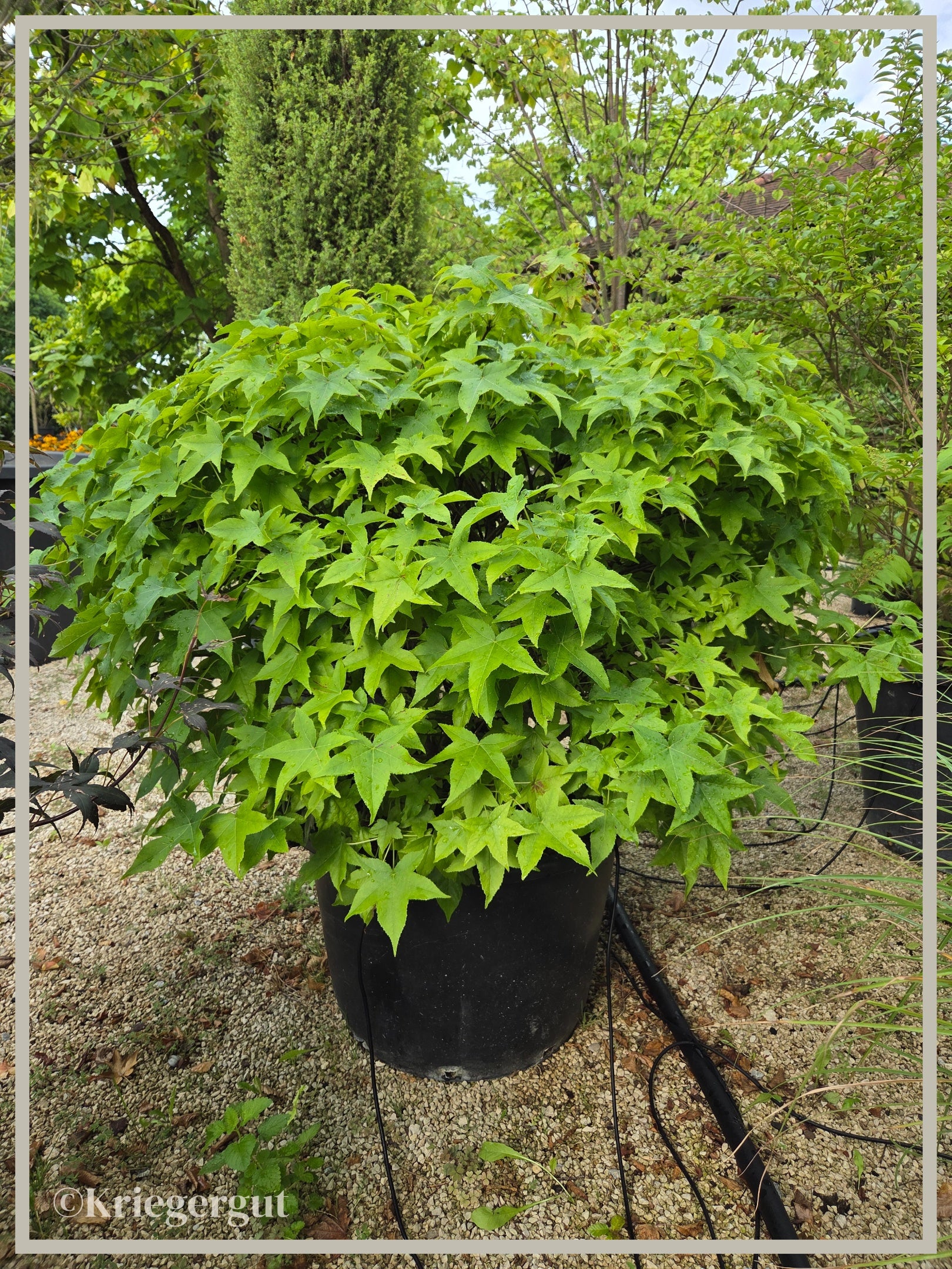 Amberbaum, Kugelform - Bild 2