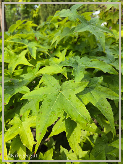 Amberbaum, Kugelform - Bild 3