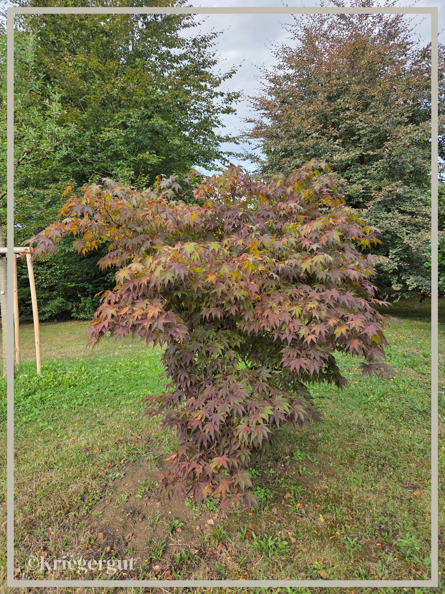 Rotblättriger Ahorn - Bild 2