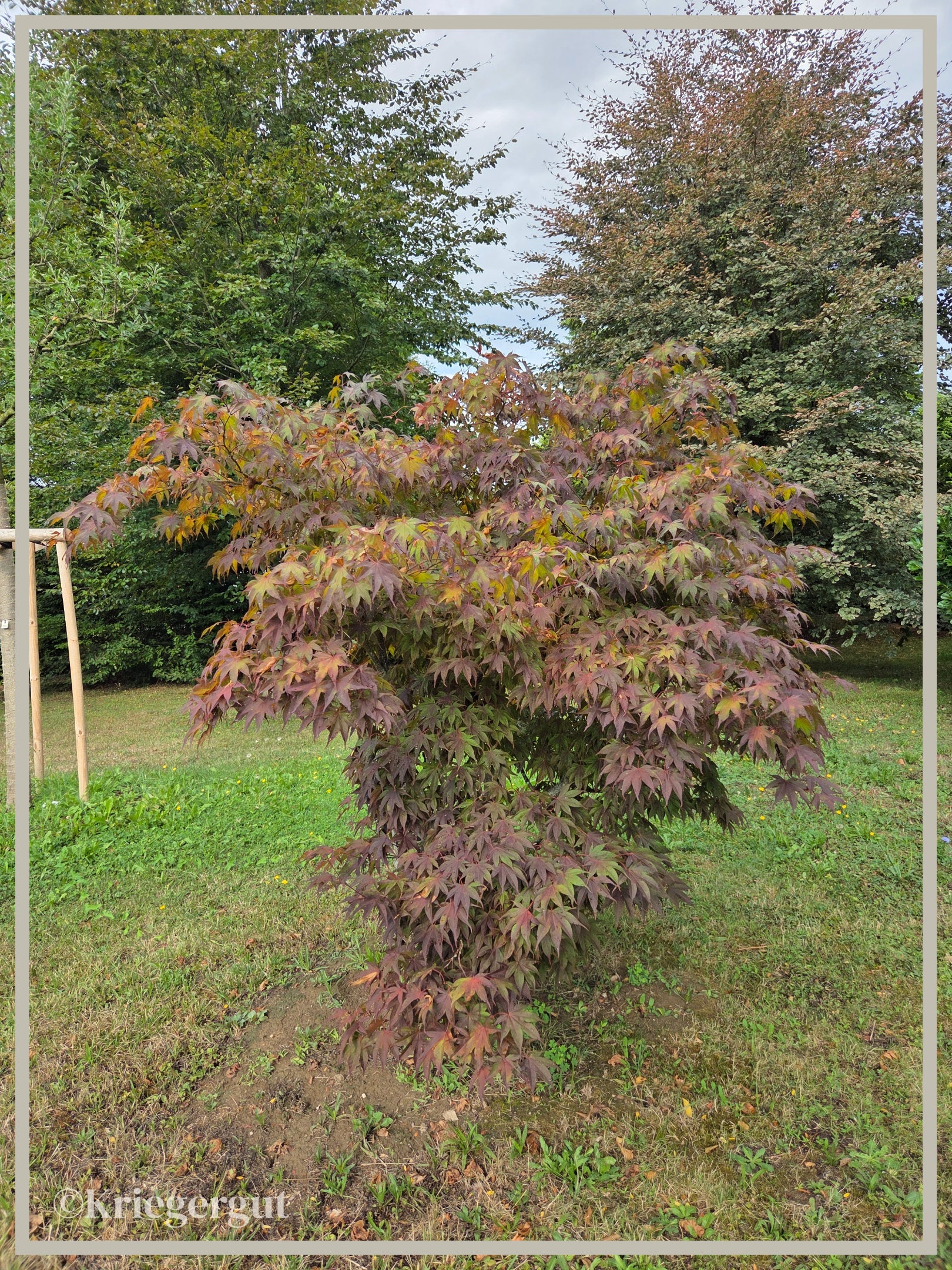 Rotblättriger Ahorn - Bild 2