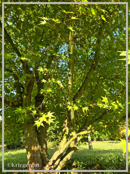 Fächerahorn - Bild 7
