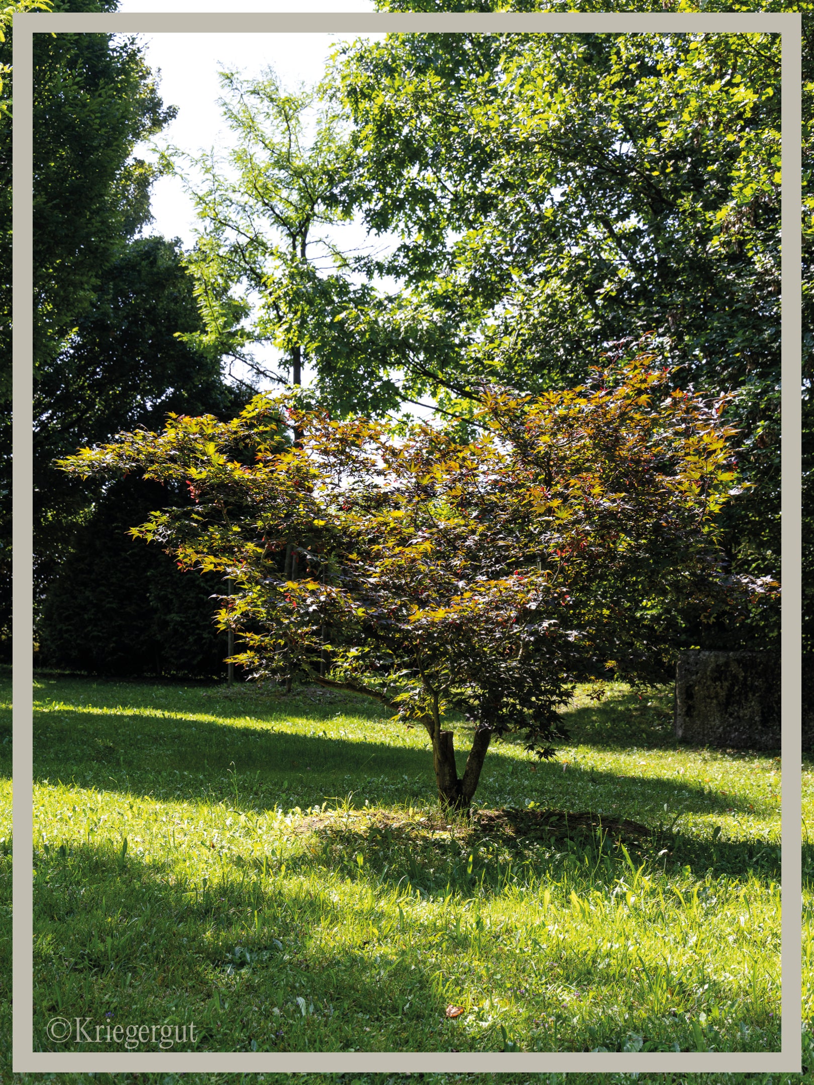 Roter Fächer-Ahorn