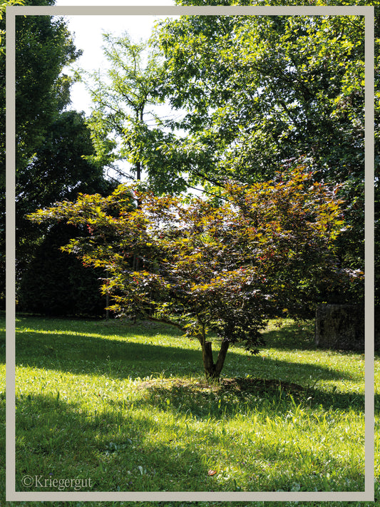 Roter Fächer-Ahorn