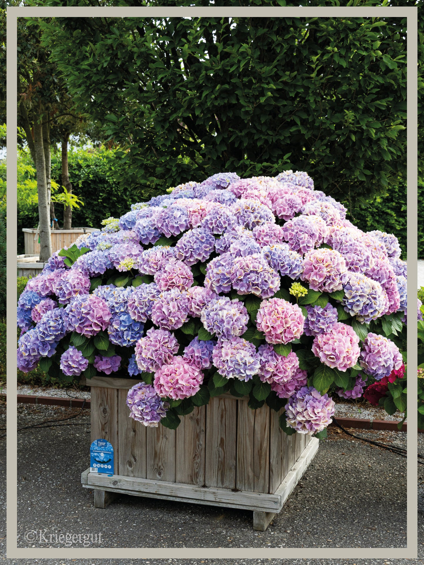 Ball-Hortensie im Holzkübel