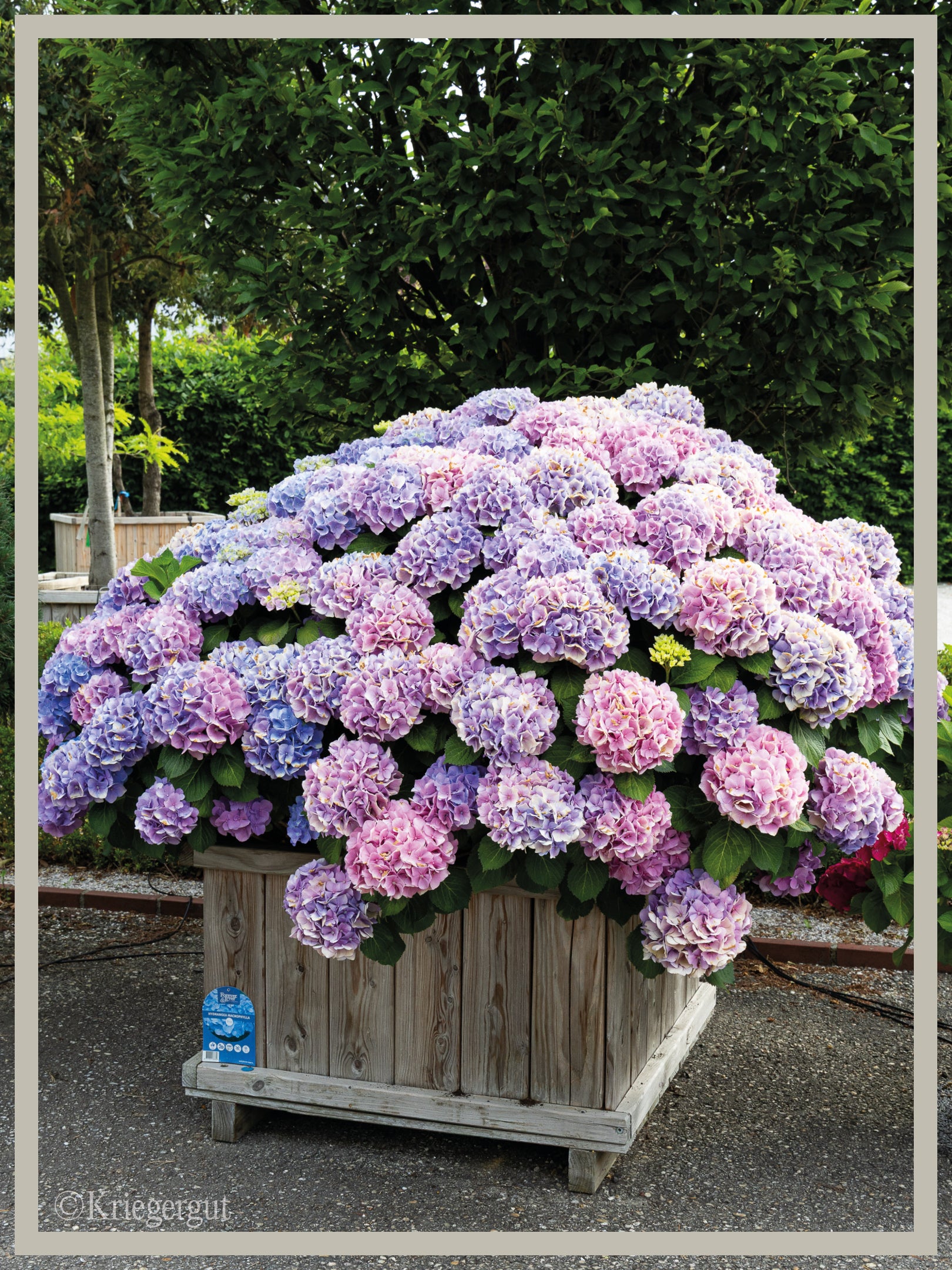Ball-Hortensie im Holzkübel