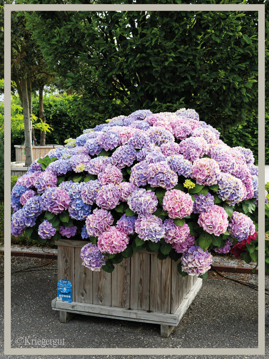 Ball-Hortensie im Holzkübel
