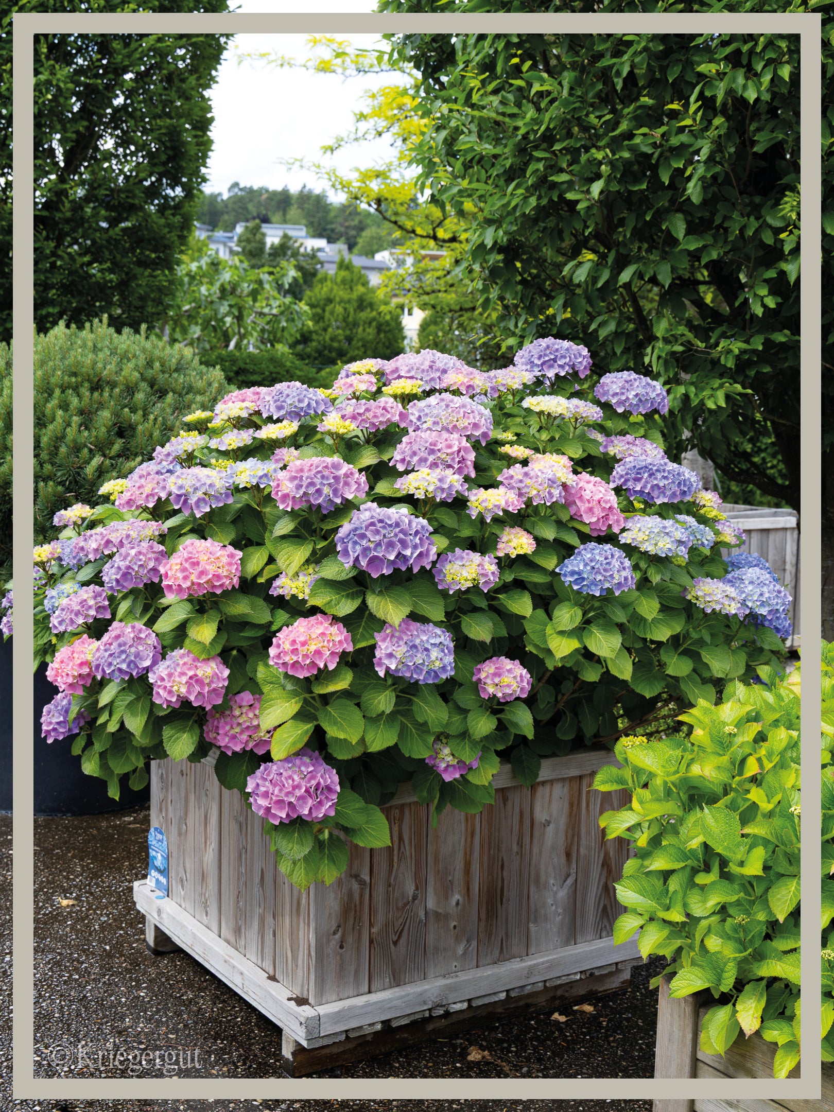 Ball-Hortensie im Holzkübel - Bild 2