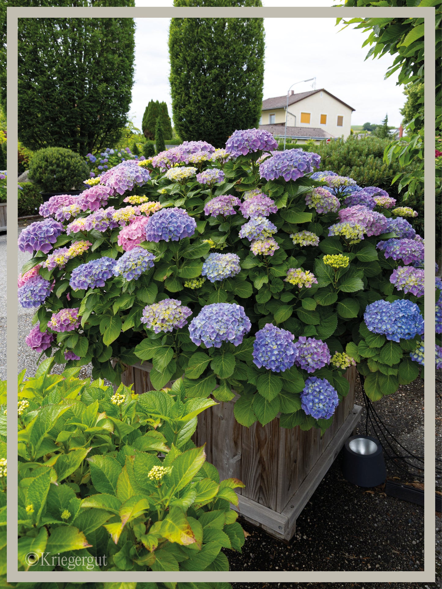 Ball-Hortensie im Holzkübel - Bild 3
