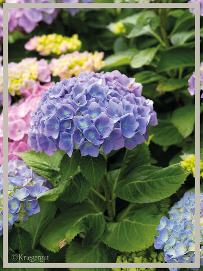 Ball-Hortensie im Holzkübel - Bild 4