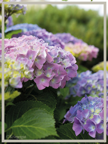 Ball-Hortensie im Holzkübel - Bild 5